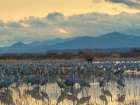 Sandhill cranes roost at sunrise, Bernardo Wildlife Area, New Mexico, USA. Art Print